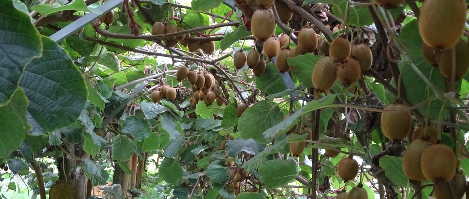 Kiwis dans l'arbre.JPG