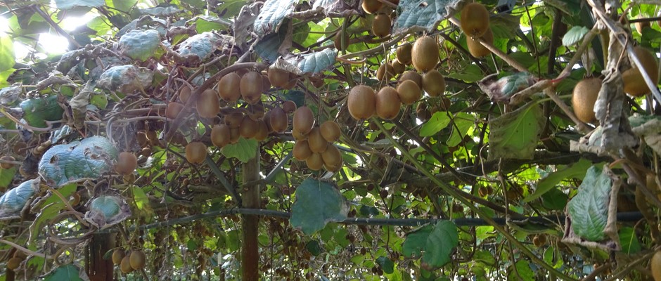Pied de kiwi femelle.JPG