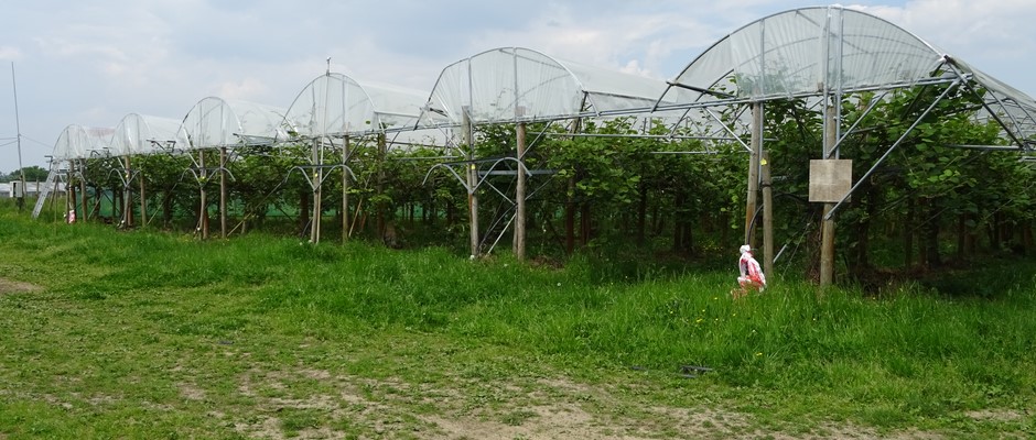 Plantation de kiwis.JPG