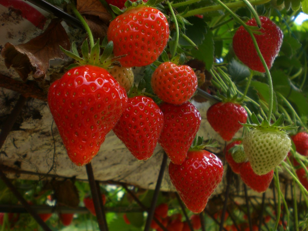 fraises à cueillir en Vendée
