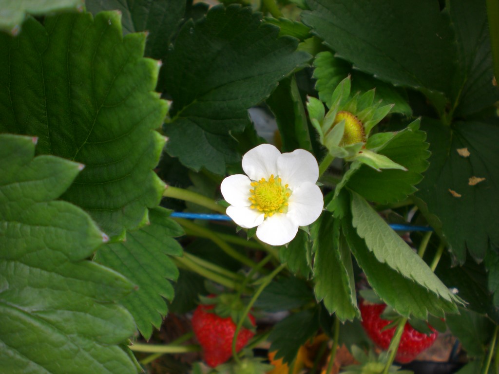 fraisiers en fleurs