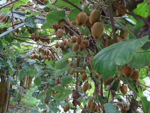 Kiwis prêts à cueillir