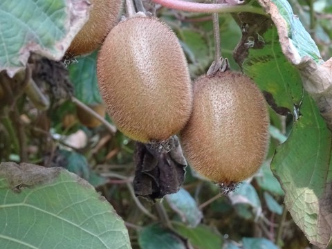 Calibre d'un kiwi