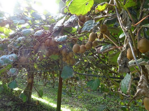 Kiwis dans le verger