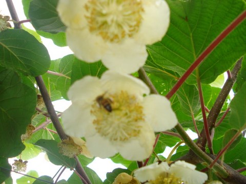 Abeille sur fleur de kiwi
