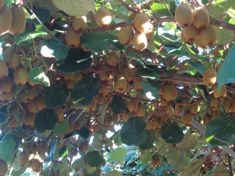 Cueillette de kiwis à Saint-Fulgent