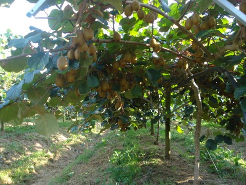 Kiwis prêt à cueillir à Saint-fulgent