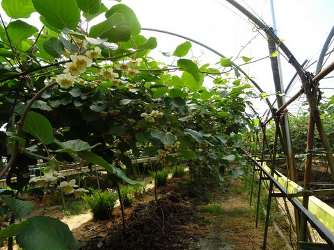 Fleurs de kiwis