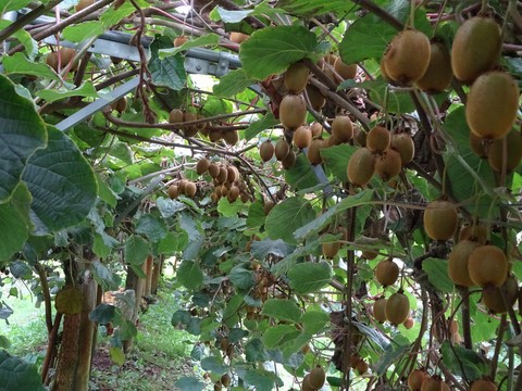 Kiwis dans l'arbre
