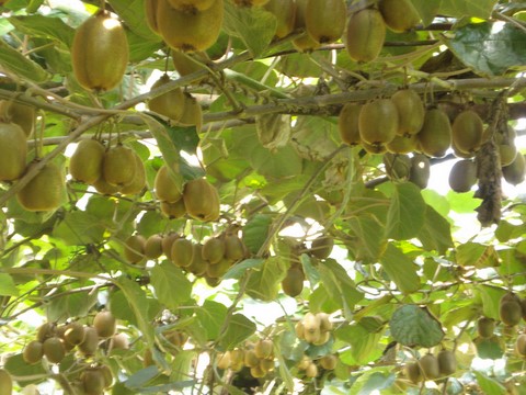 Arbre à kiwis