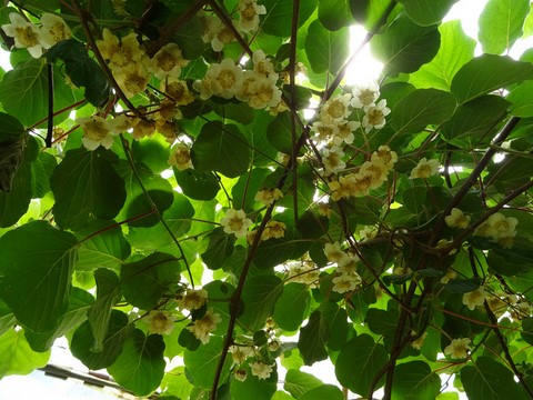 Kiwis en fleurs