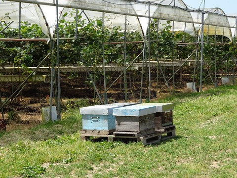 Ruches d'abeilles
