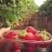 Barquette de fraises