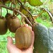 Kiwis à cueillir en Vendée