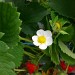 fraisiers en fleurs