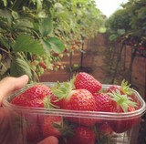 Barquette de fraises