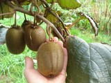 Kiwis à cueillir en Vendée